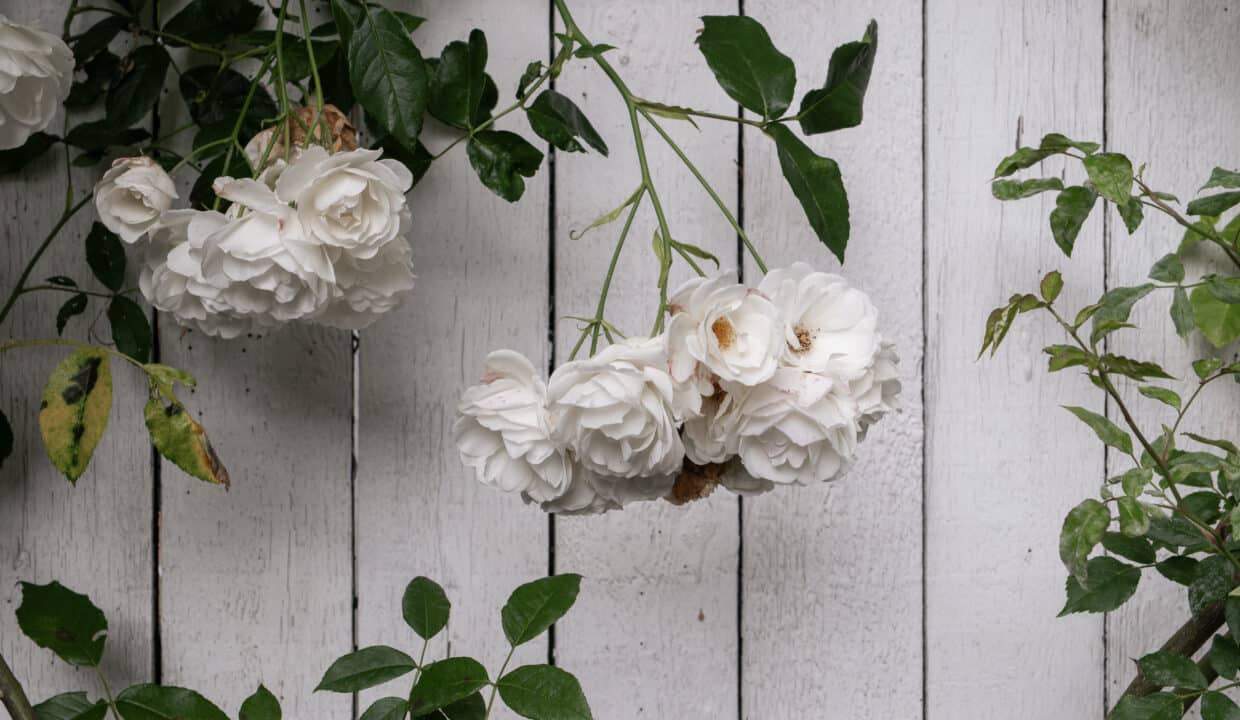 Voldmestergade 27 eks. 8